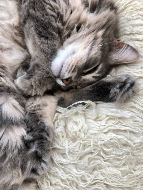 istock cute tabby cat sleeping on carpet at home 1327125081