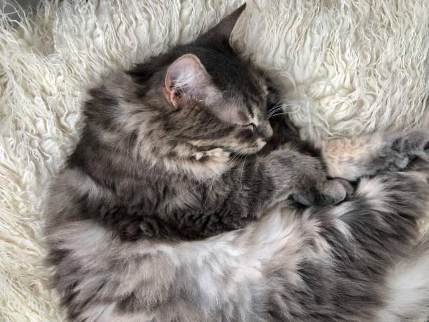 istock cute tabby cat sleeping on carpet at home 1327125118