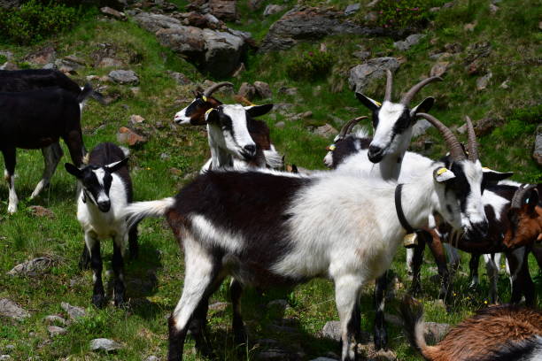 istock Goats on a meadow in Stubai valley 1327125224