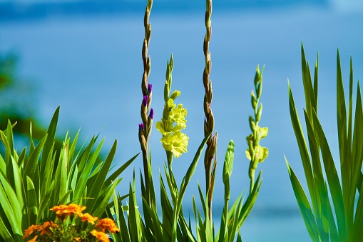 Gorgeous garden view with gladiolus flowers.