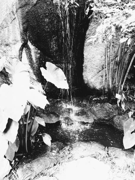 istock Jungle botanical garden with pond and waterfall 1327129753