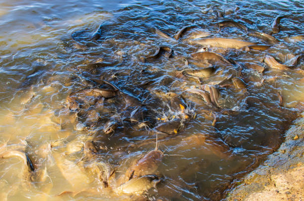 Food for catfish on a farm by a lake