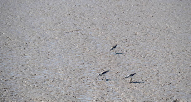 istock Three waders on the mudflats in the Taw Torridge estuary, North Devon. 1327130968