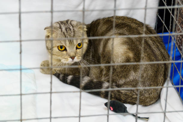 istock Young purebred Scottish Fold cat in a cage at a cat show 1327131080
