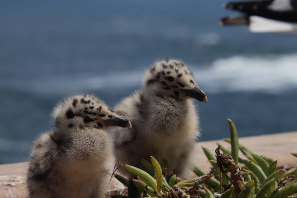 Photo of Seagull bird nest in succulent plants with baby chicks and mother on beautiful beach