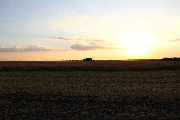 Harvester on the hot evening in a wheat field