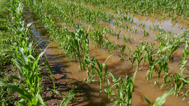 überflutetes maisfeld in einer reihe nach sturmflut. grüne pflanzen in braunem wasser. muster. hochwinkelansicht. - crop damage stock-fotos und bilder