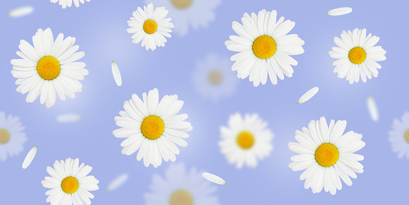 Flowers seamless pattern. Daisy camomile flowers on yellow. Flat background textur