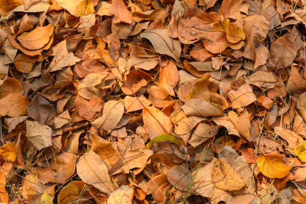 istock Top view of Dry leaves fall off. ideal for backgrounds and textures. 1327132614