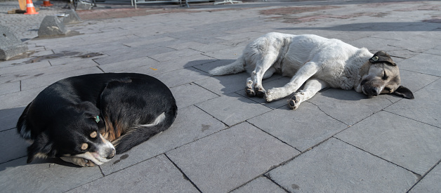 Stray dogs lie on the ground
