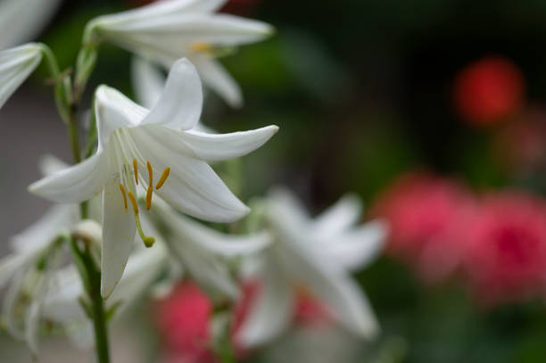 white lilies grow on the farm