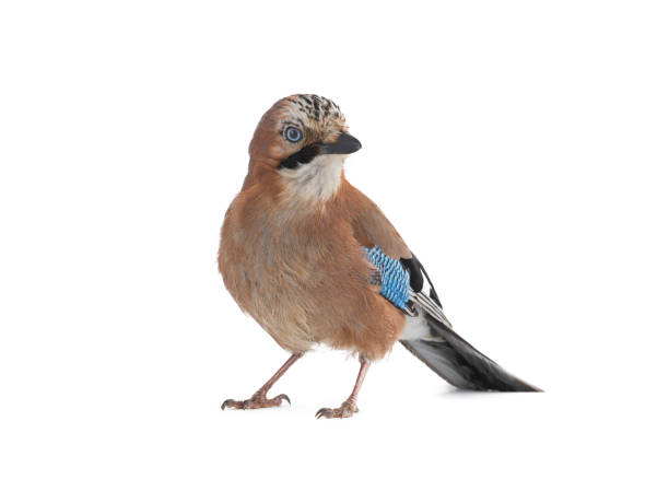 jay bird isolated on white background, studio shot jay bird isolated on white background, studio shot jay stock pictures, royalty-free photos & images