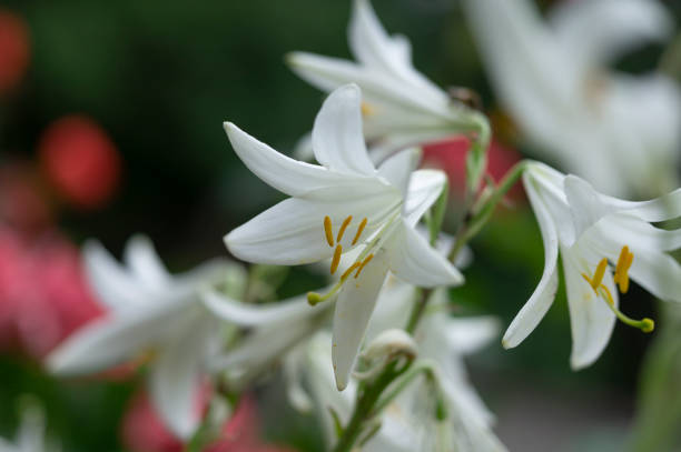 istock white lilies grow on the farm 1327133463