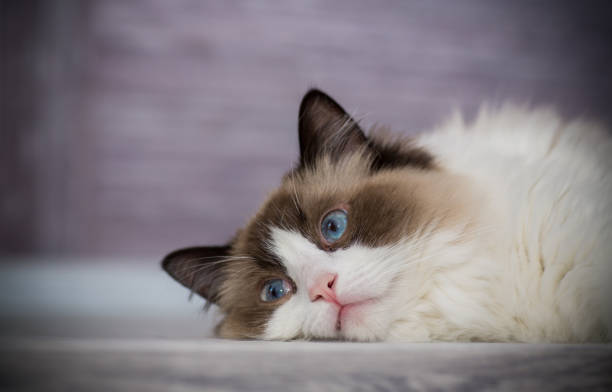 istock Young beautiful purebred Ragdoll cat at home 1327133614