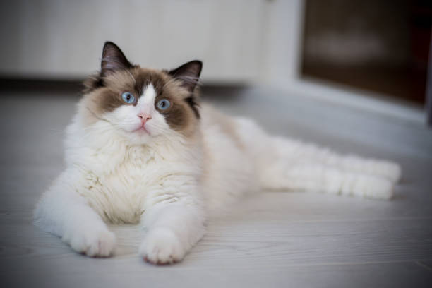 istock Young beautiful purebred Ragdoll cat at home 1327133651