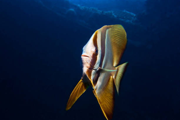 istock Platax teira - Longfin batfish solo 1327134541