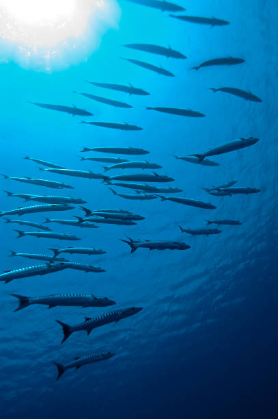 istock Great barracudas in the sun 1327134685