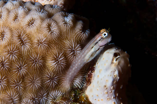 istock Blenny and coral close-up 1327134798