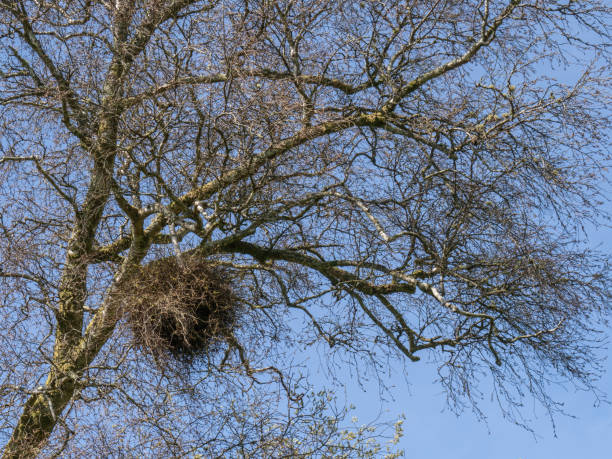 istock Witches' broom, a tree deformity caused by a fungus or other stresser. Devon, England. 1327134875