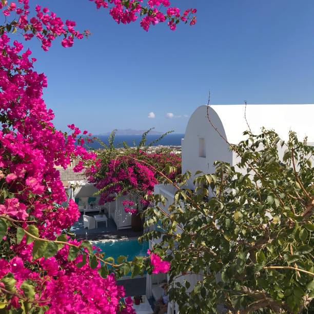istock Flowers across rooftops of Thera, Santorini 1327135068