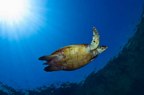 istock Green turtle swimming in open water 1327135071