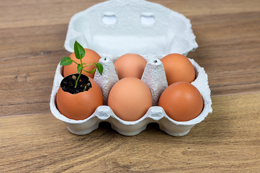 closeup of the egg carton, 5 chicken eggs, an eggshell containing earth and a seedling