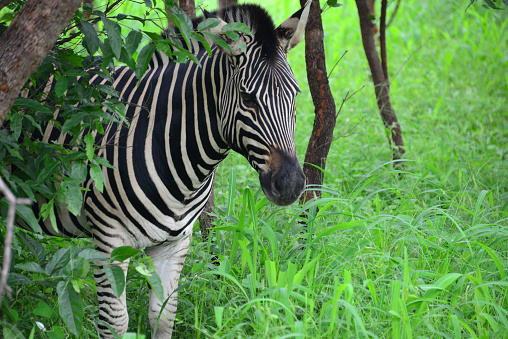 Fatick region, Senegal: Plains Zebra (Equus quagga) hiding in the trees - forest of the Fathala reserve - Saloum Delta National Park - biosphere reserve - World Heritage site.