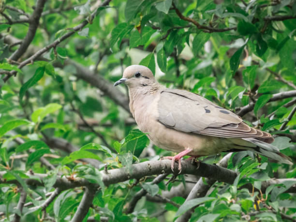 istock Dove in a branch 1327137120