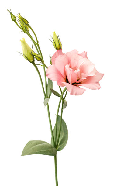 istock Pink eustoma flower isolated on white background. 1327138194