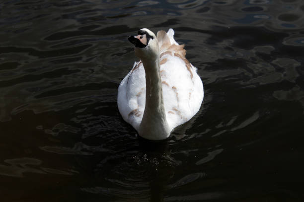 istock A view of a Mute Swan 1327139047