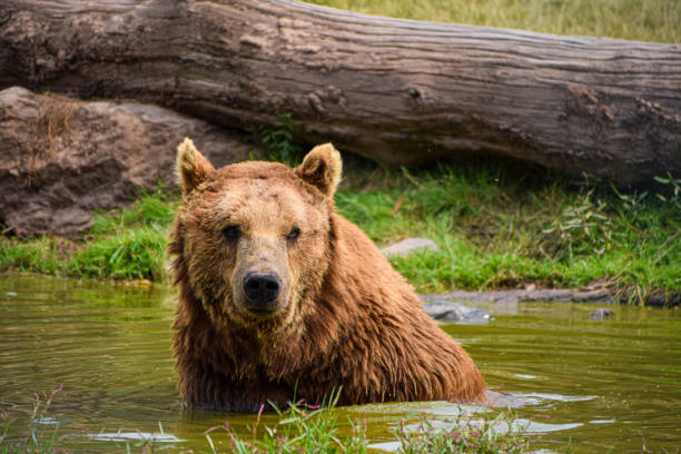 istock brown bear takes a bath in a pond and looks up 1327139113