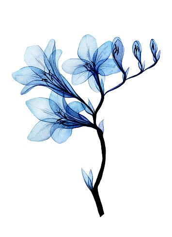 watercolor drawing. transparent freesia flowers. isolated on white background blue tropical freesia flower. clipart
