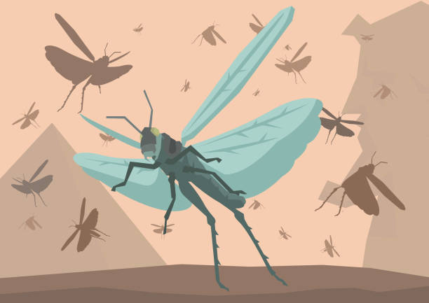 Swarm of locusts Illustration of the ten plagues in Egypt, the swarm of locusts. orthoptera stock illustrations