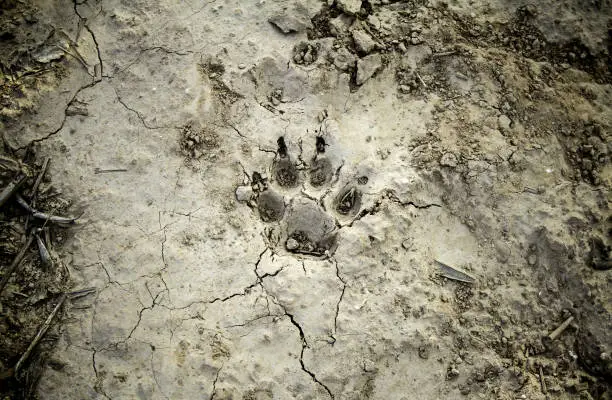 Animal Footprints Pictures Download Free Images On Unsplash animal-footprints-pictures-download-free-images-on-unsplash