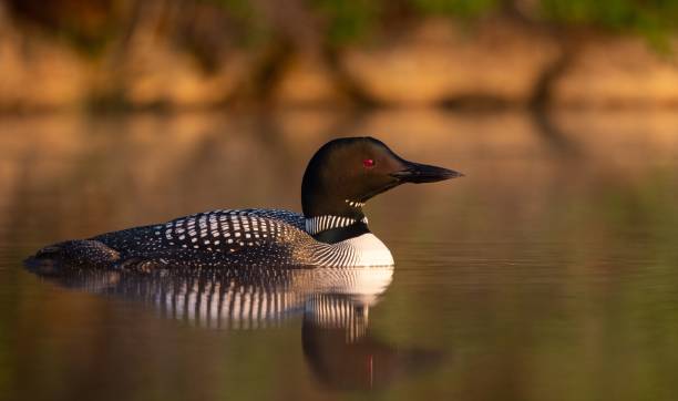 istock Common Loon in Maine 1327142334