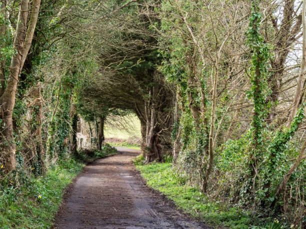 istock Muddy lane in spring, UK with no people. 1327142497