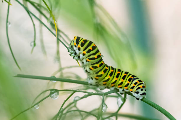 애벌레 식수 - butterfly swallowtail butterfly caterpillar black 뉴스 사진 이미지