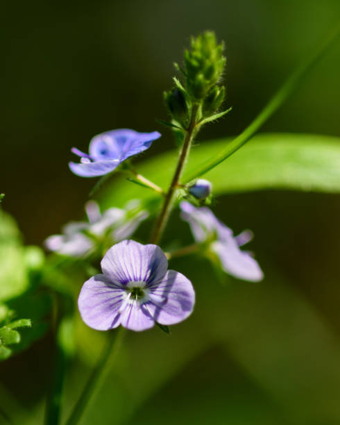 istock Lilac meadow flower close-up 1327143355