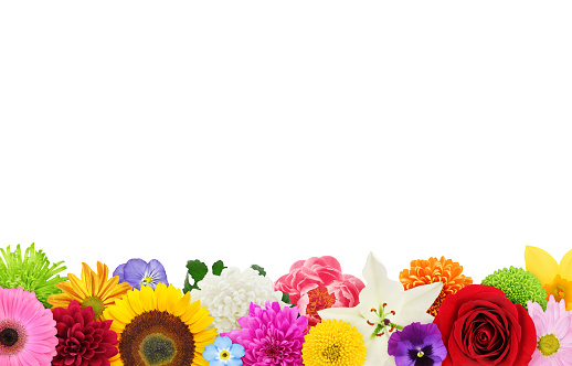beautiful summer flowers on blue  paper background
