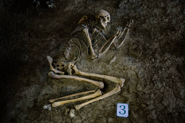 Old human skeleton in ancient tomb at archaeological excavation