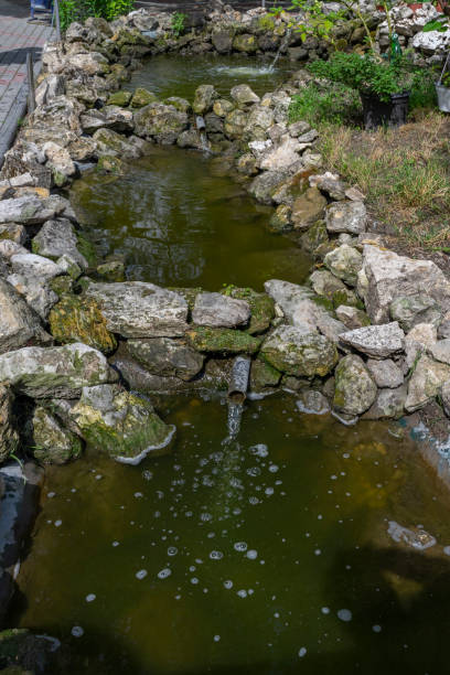 istock green blooming water in a decorative pond 1327144703