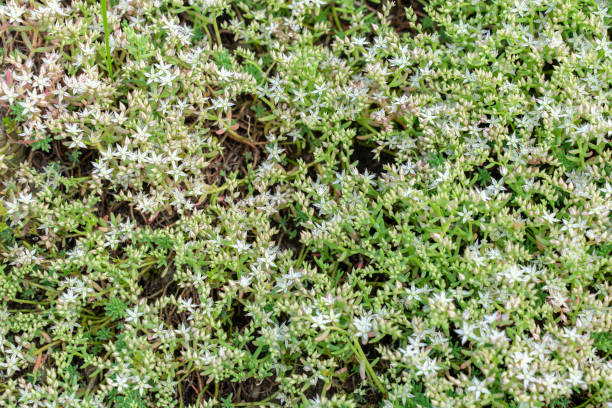 istock natural background. green grass with white small flowers 1327144733