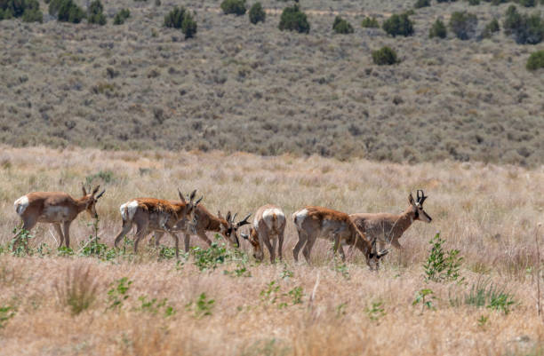 istock Pronghorn Antelope Bucks in Summer in Utah 1327144850