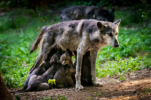 Gray wolf female with whole litter of wolf cubs. Six puppies are gathered under her and suckling milk.