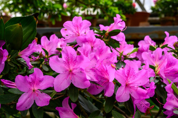istock Rhododendron pink. beautiful interesting pots. botanical garden 1327145936