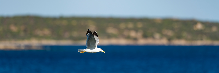 Stunning view of a seagull flying over a beautiful, blurred, blue sea during a sunny day. Sardinia, Italy