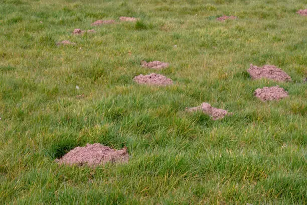 Molehills. In field.