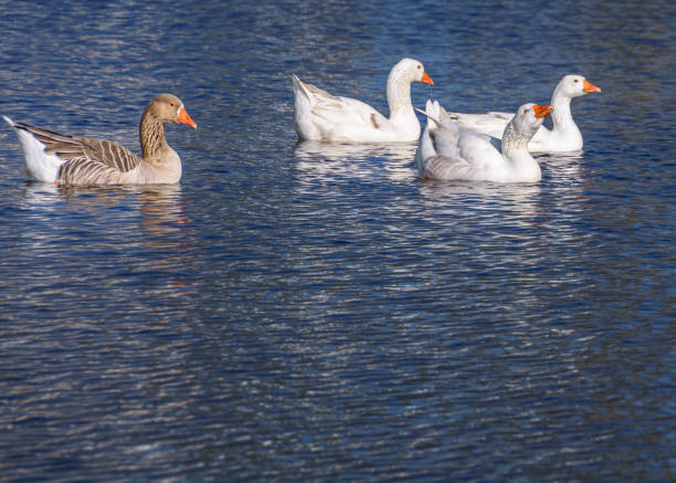 istock Four geese on the lake 1327146732