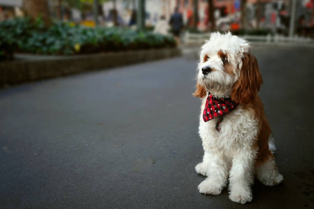 Cavoodle puppy sitting in town with blurred background