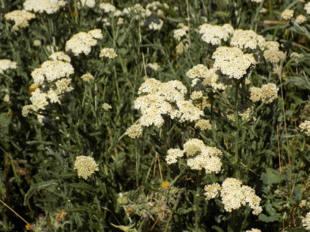 istock Bunches of fragrant Yarrow on the meadow 1327150845